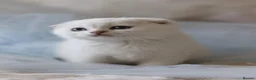 Scottish Fold cats for sale: Scottish fold - Advert 22