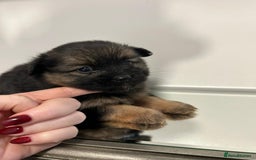 Pomeranian dogs for sale: EXCEPTIONAL LITTER of full pedigree poms  - Image 10