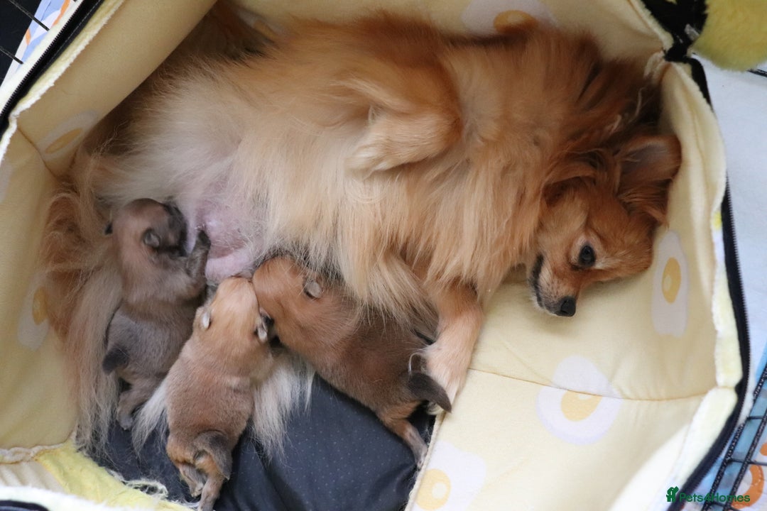 Pomeranian dogs for sale: Purebred Pomeranian Pups Raised with Love in LDN - Image 35
