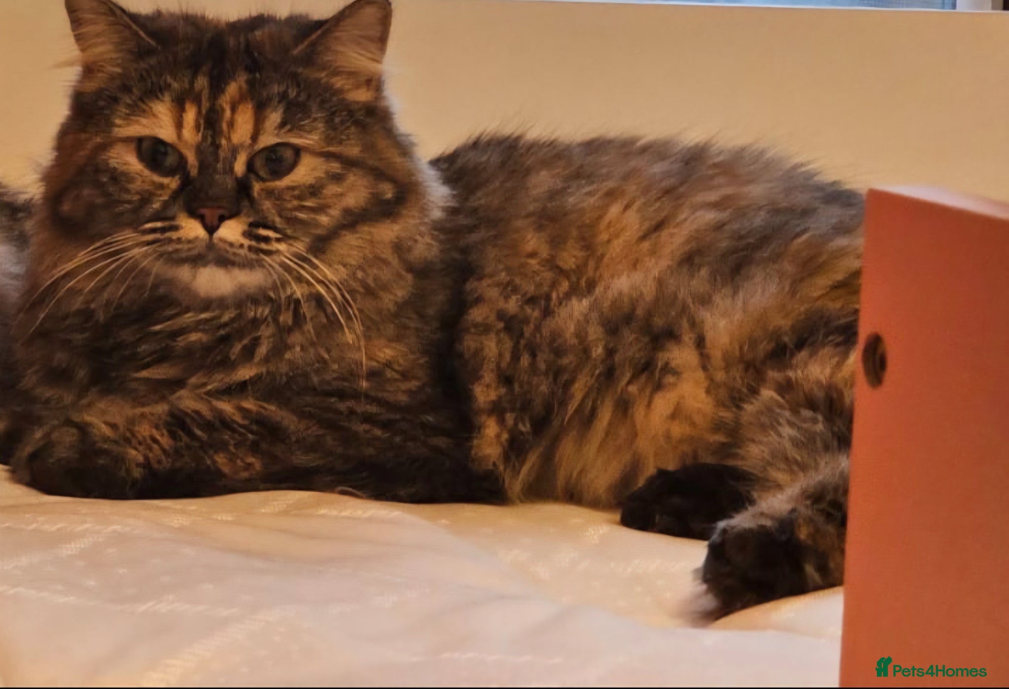 Mixed Breed cats for sale: Peanut - half persian tabby girl cat - Advert 3