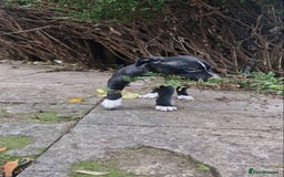 Mixed Breed dogs for sale: “Meet the Ones Who’ll Make Every Day Brighter.” - Image 5