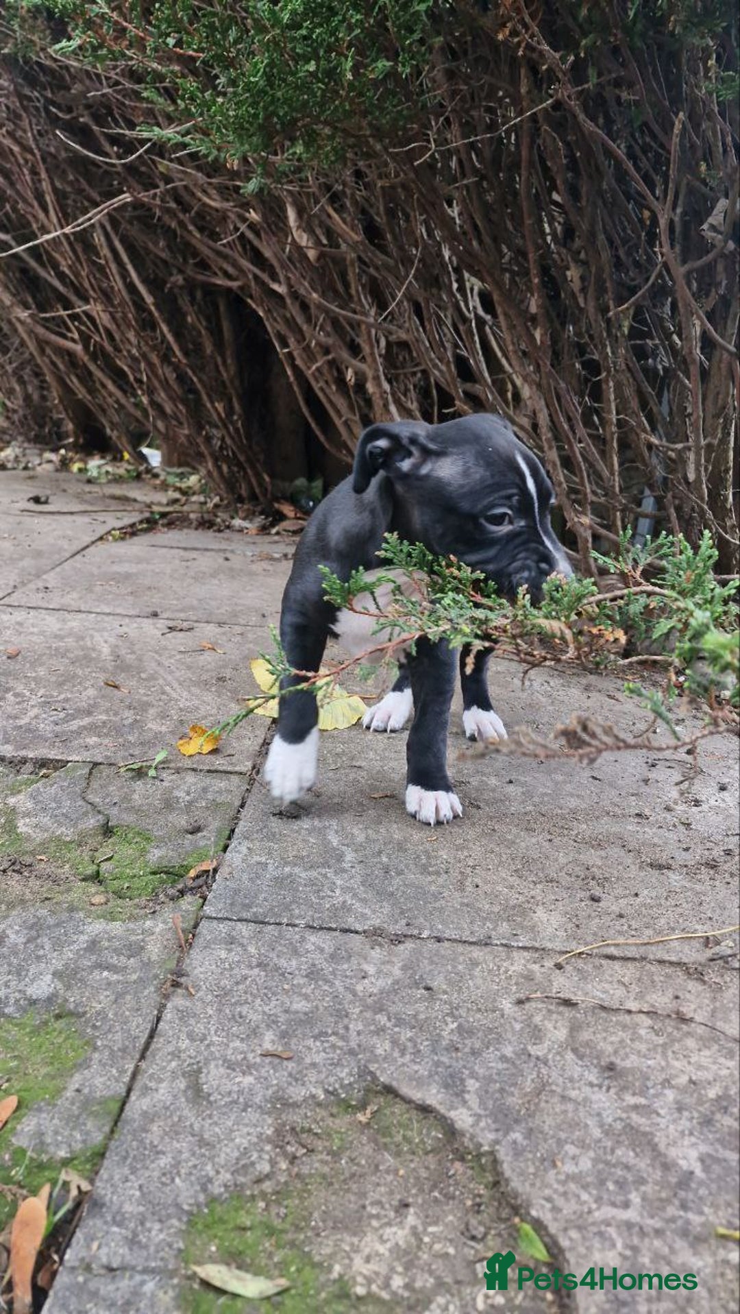 Mixed Breed dogs for sale: “Meet the Ones Who’ll Make Every Day Brighter.” - Image 5