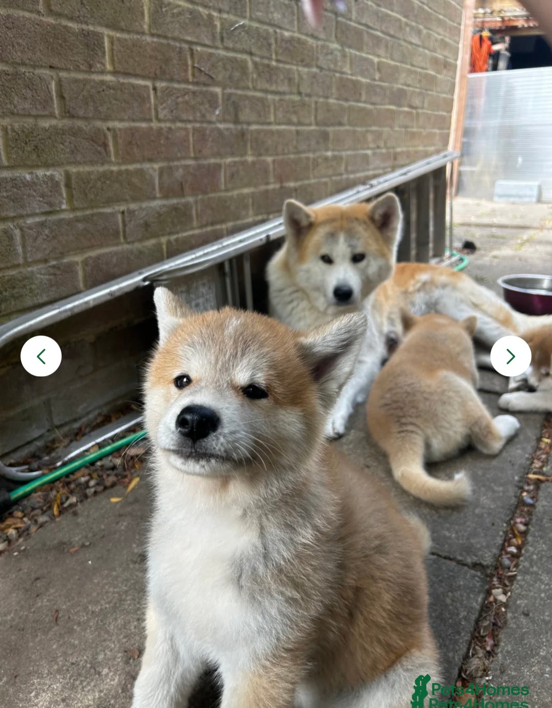 Japanese Akita Inu dogs for sale: Japanese Akita very chunky and active - Image 9