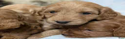 Cockapoo dogs for sale: Quality F1 Cockapoo puppies  in Ammanford - Advert 16