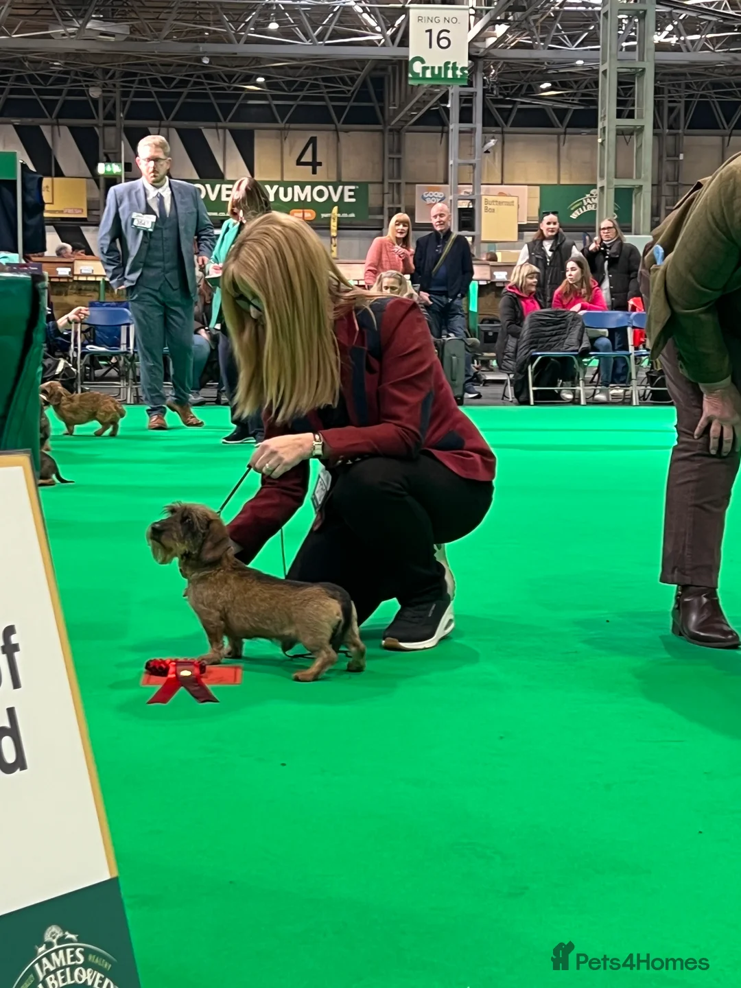 Dachshund dogs for stud: Miniature Wirehaired Dachshund Stud Dog in Spalding - Advert 3