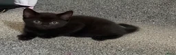 Mixed Breed cats for sale: Beautiful Persian Kittens - Advert 5