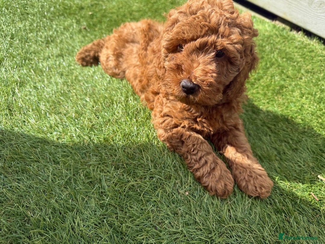 Cockapoo dogs for sale: Stunning best quality cockapoo puppies - Image 4