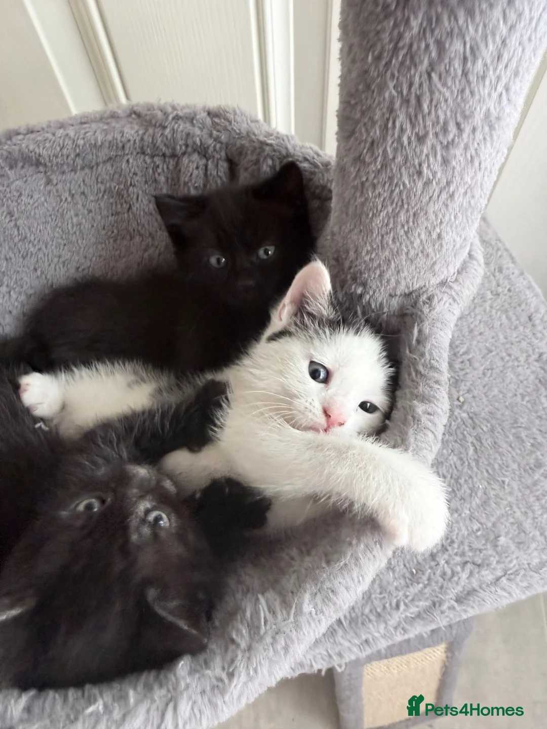 Mixed Breed cats for sale: Beautiful kittens - Advert 2