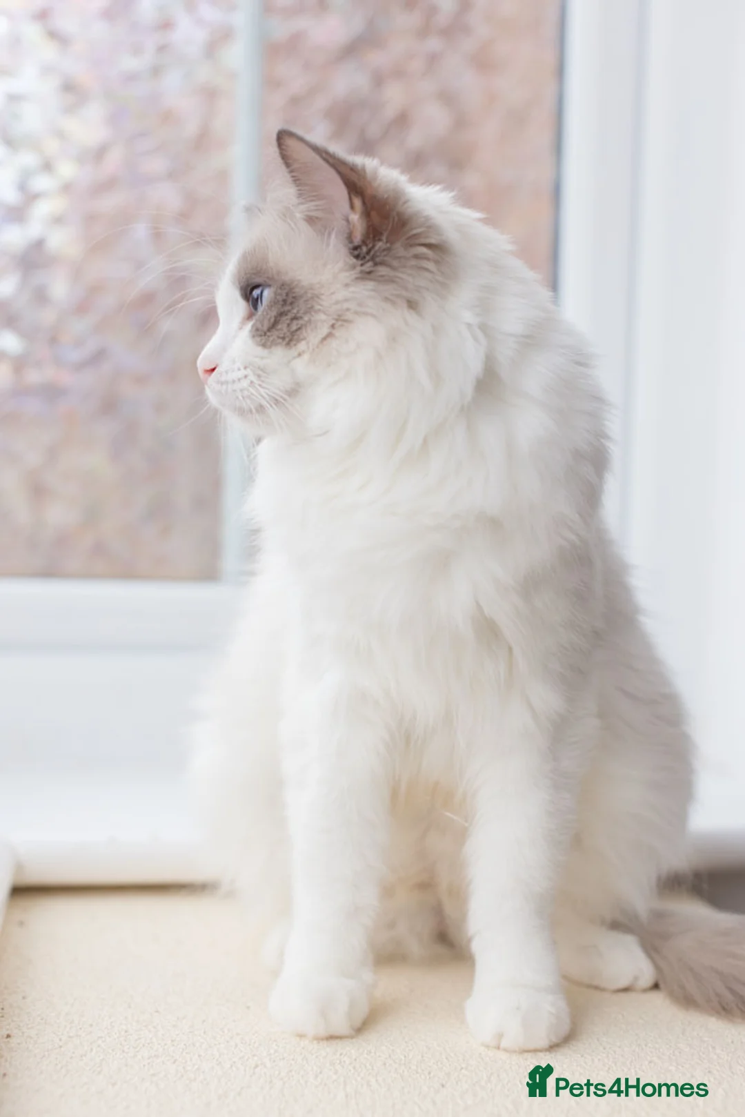 Ragdoll cats for sale: Ragdoll Female Looking for a Loving Forever Home - Advert 3