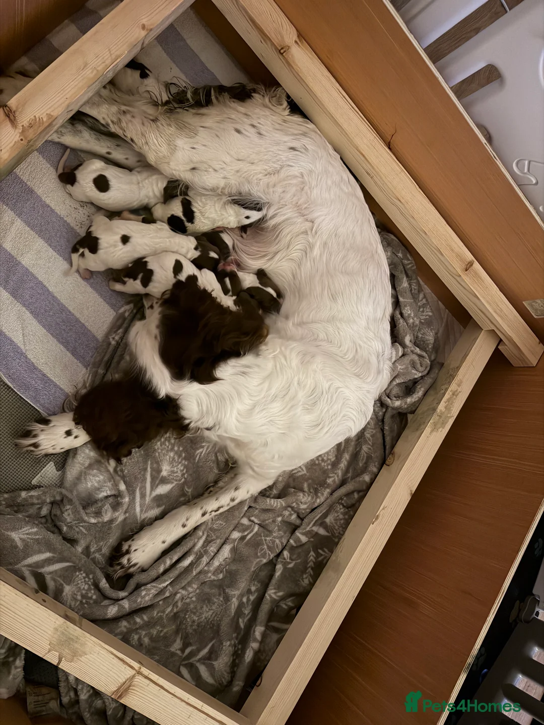 English Springer Spaniel dogs for sale: Springer spaniels puppies - Advert 1