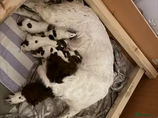 English Springer Spaniel dogs Springer spaniels puppies - Advert 2