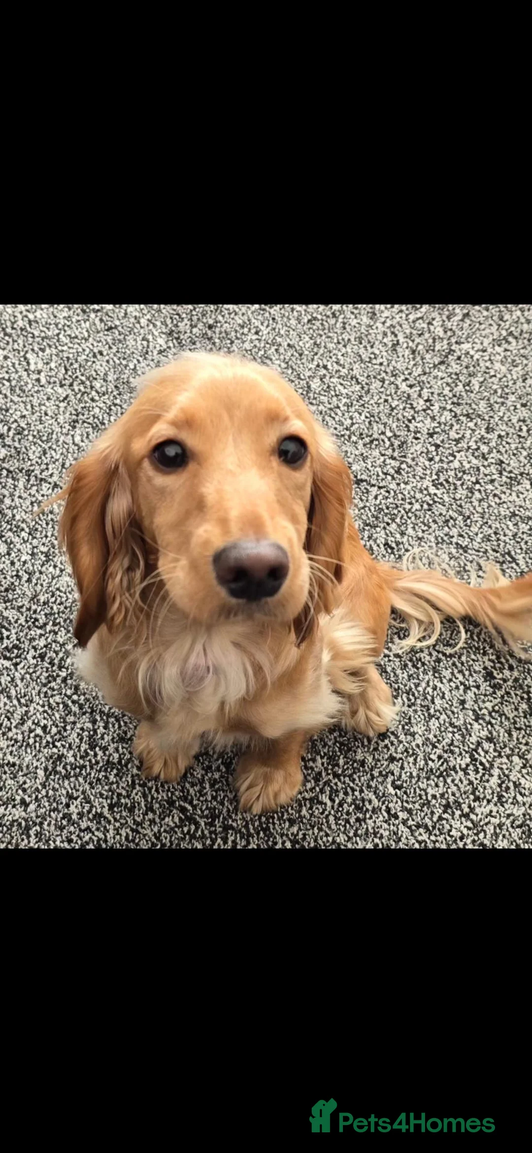Cockapoo dogs for sale: Beautiful female dog - Advert 1