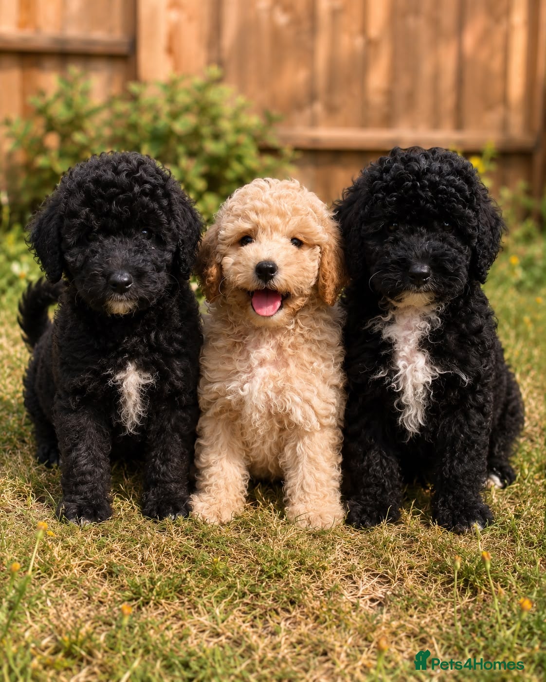 Miniature Poodle dogs Miniature poodle ready for their forever homes  - Advert 4