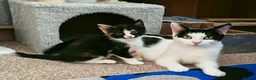 Domestic Shorthair cats for sale: 7 beautiful kittens for sale - Advert 2