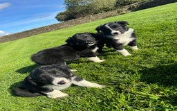 Border Collie dogs for sale: Superb litter of purebred Border Collie puppies  - Image 27