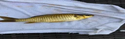 Goldfish fish for sale: Large mix of gold fish  - Advert 4