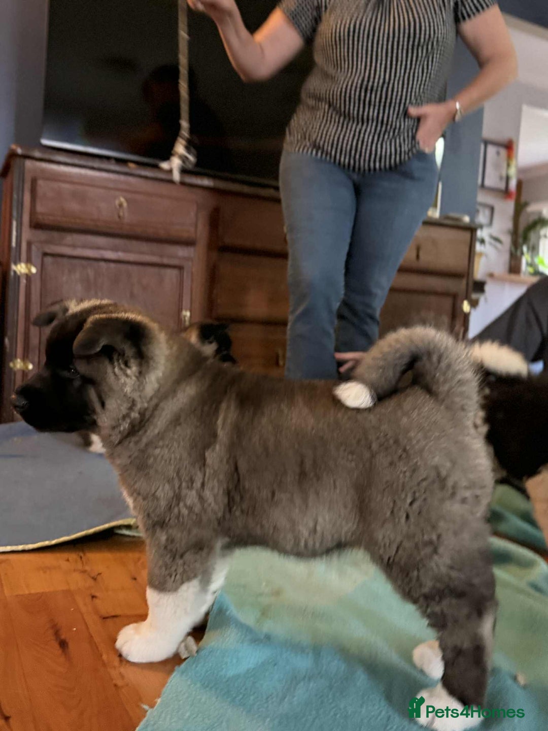 Akita dogs for sale: Adorable Pure-Bred Akita Puppies - Advert 4