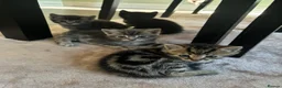 Mixed Breed cats for sale: 4 Beautiful Kittens in Bishop Auckland - Advert 8