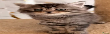 Siberian 6