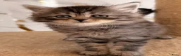 Siberian cats for sale: New imported lines Siberian kittens - Advert 17
