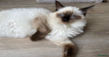 Ragdoll cats - Advert 13