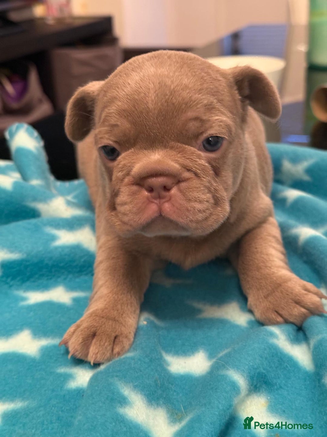 French Bulldog dogs for sale: Adorable French Bulldog Puppies for Sale 🐾 - Advert 17