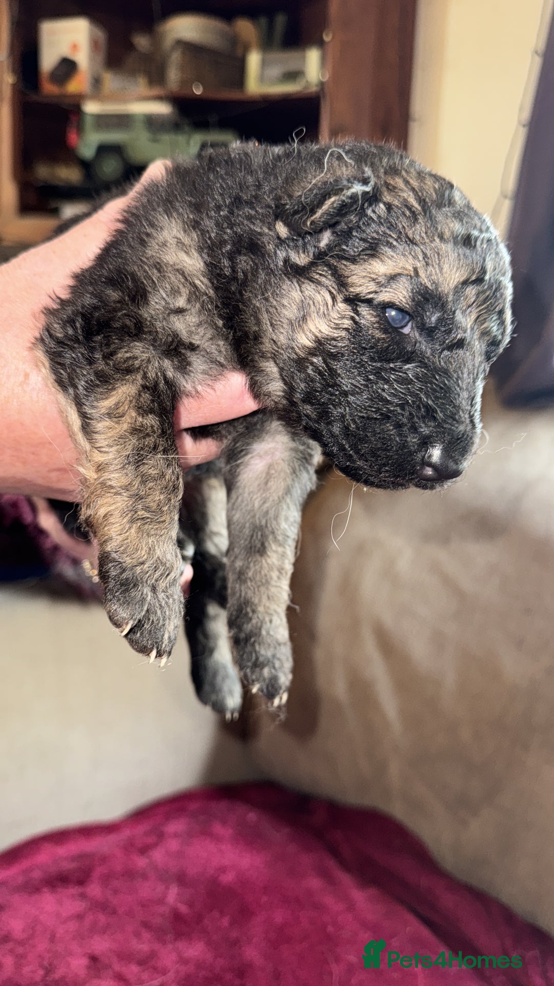 German Shepherd dogs for sale: Stunning long  German Shepherd puppies gsd pups  - Image 5