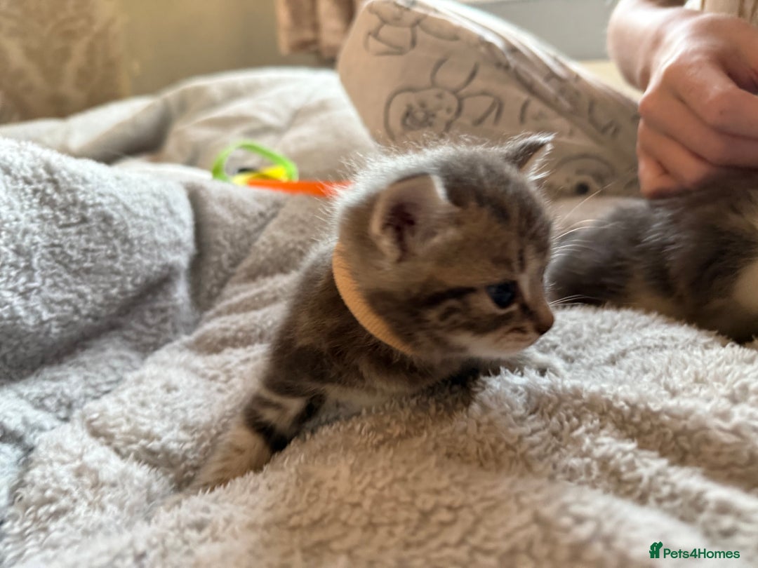 Maine Coon cats for sale: 4 gorgeous girl cats  - Image 8