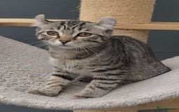 American Curl cats for sale: American curl silver,tabby rare breed - Image 12