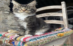 Maine Coon cats for sale: Full pedigree MaineCoon kittens  - Image 10
