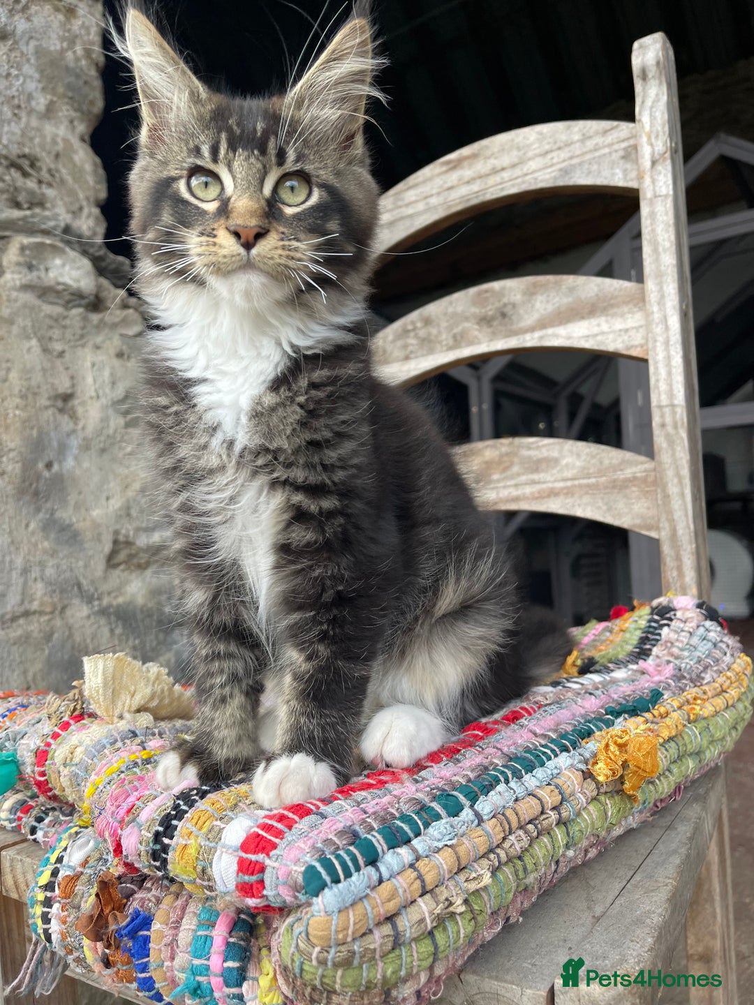 Maine Coon cats for sale: Full pedigree MaineCoon kittens  - Image 10