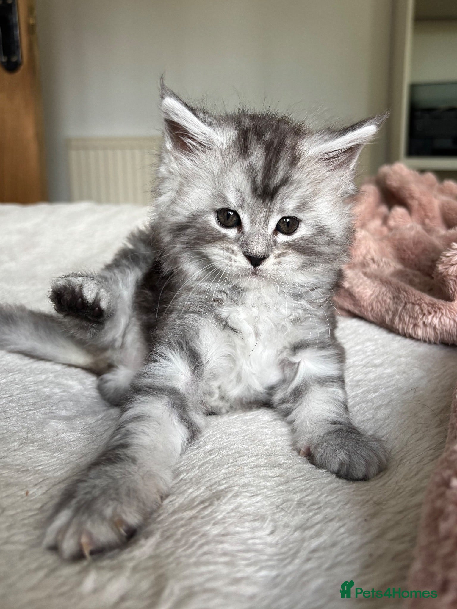 Maine Coon cats Stunning litter of Maine coon babies!  - Advert 1