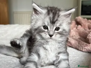 Maine Coon cats Stunning litter of Maine coon babies! - Advert 1