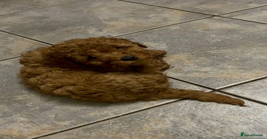 Cockapoo dogs - Advert 5