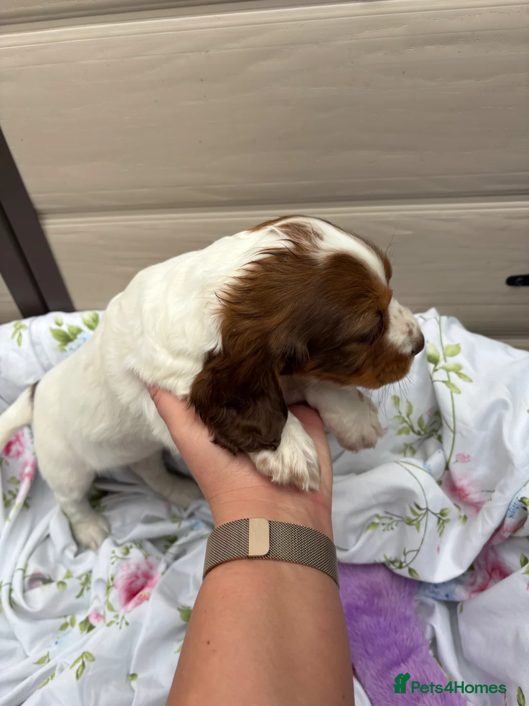 Cocker Spaniel dogs for sale: 3x Beautiful Working Cocker Spaniels  in Waltham Cross - Advert 12