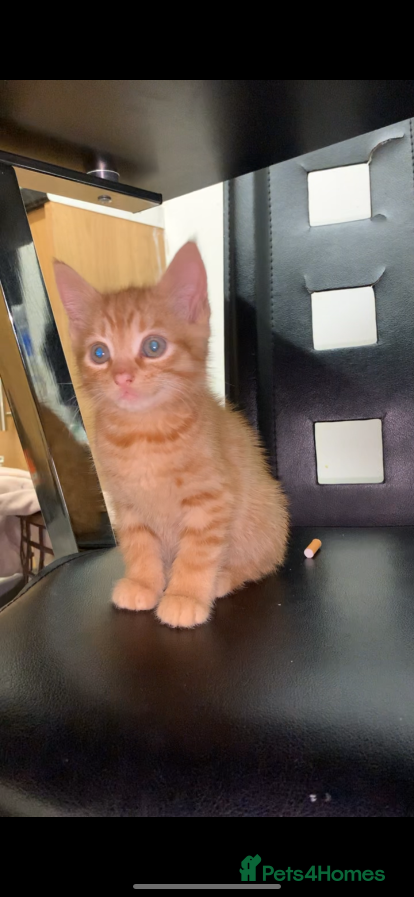 Bengal cats 2 x Beautiful Ginger - bengal mix - Advert 1