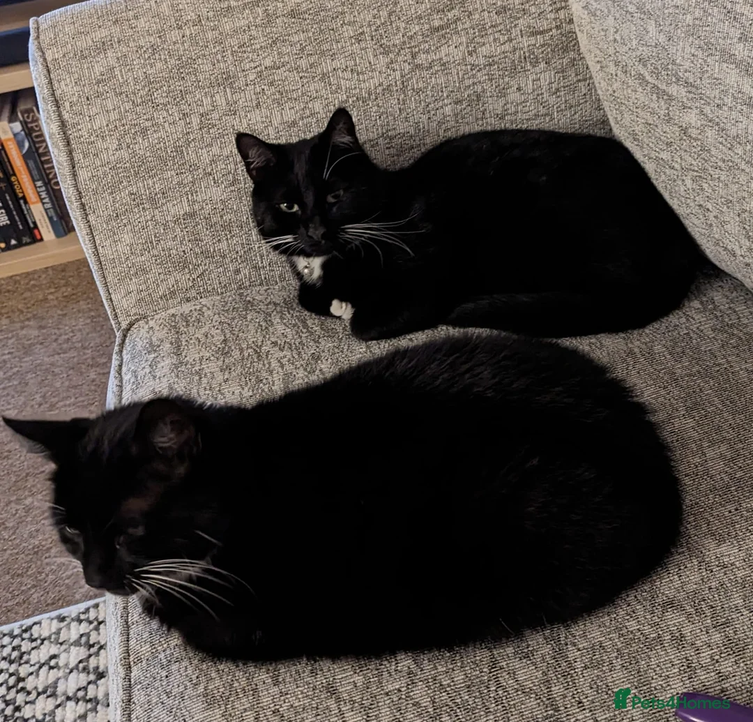 Domestic Shorthair cats for adoption: Buddy and Ozzy seeking their perfect homes - Advert 1