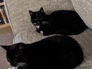 Domestic Shorthair cats Buddy and Ozzy seeking their perfect homes - Advert 15