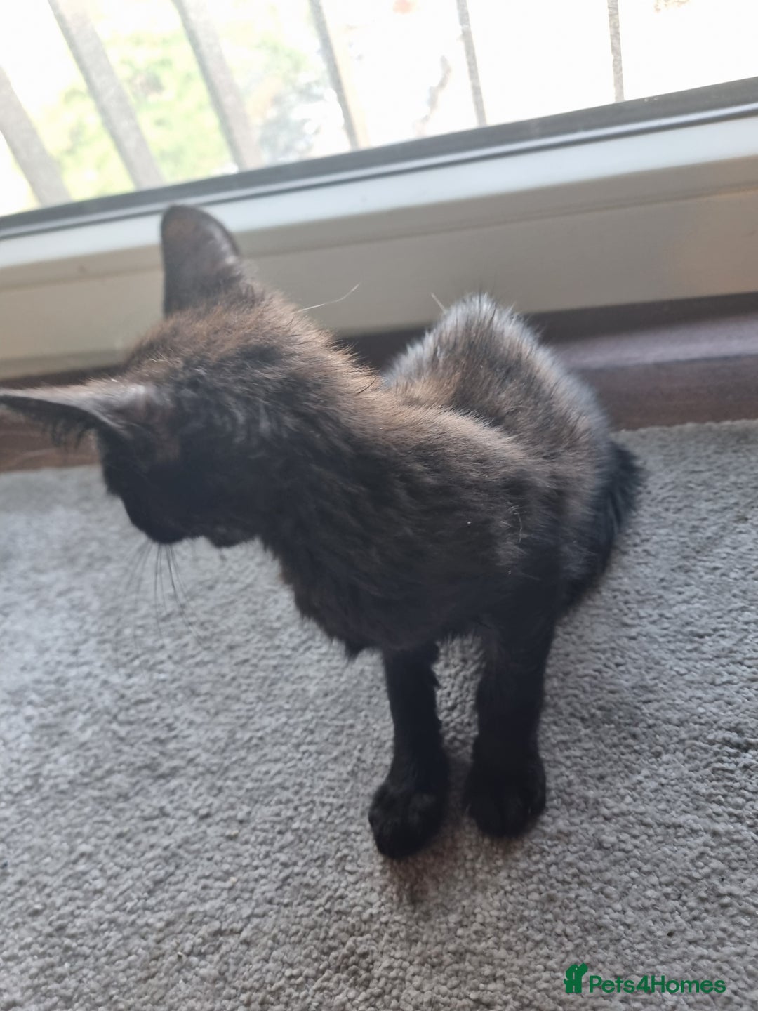 Mixed Breed cats for sale: Bengal cross Syhix - Image 3
