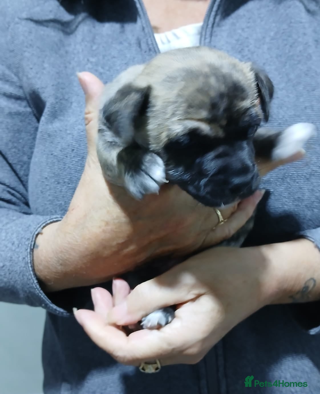 Mixed Breed dogs 3/4 chiuhuas for sale - Advert 9