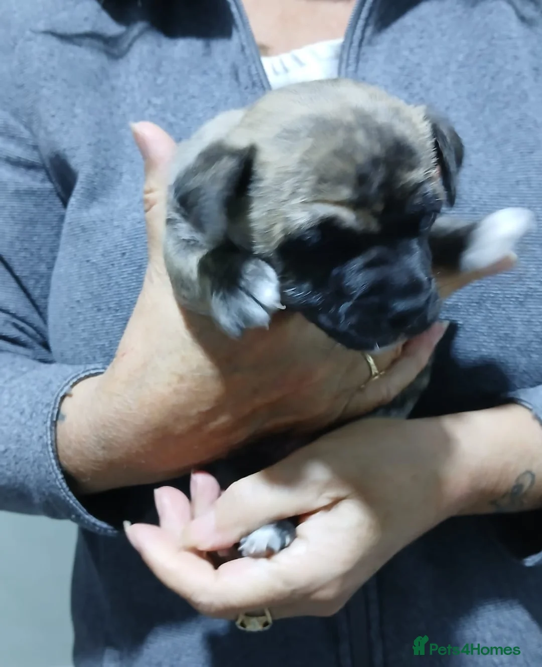 Mixed Breed dogs for sale: 3/4 chiuhuas for sale in Liverpool - Advert 1
