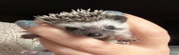 Pygmy Hedgehog rodents for sale: African Pygmy hedgehogs hoglets  - Advert 19