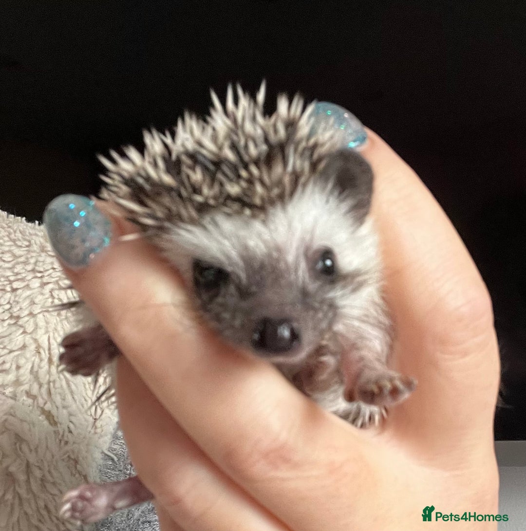 Pygmy Hedgehog rodents for sale: African Pygmy hedgehogs hoglets  - Advert 19
