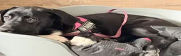 Mixed Breed dogs for sale: Astra - Advert 5