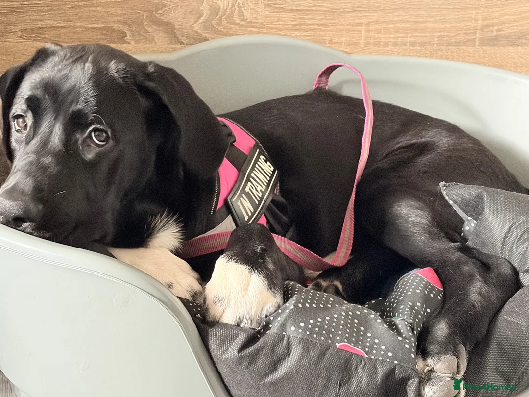 Mixed Breed dogs for sale: Astra - Advert 5