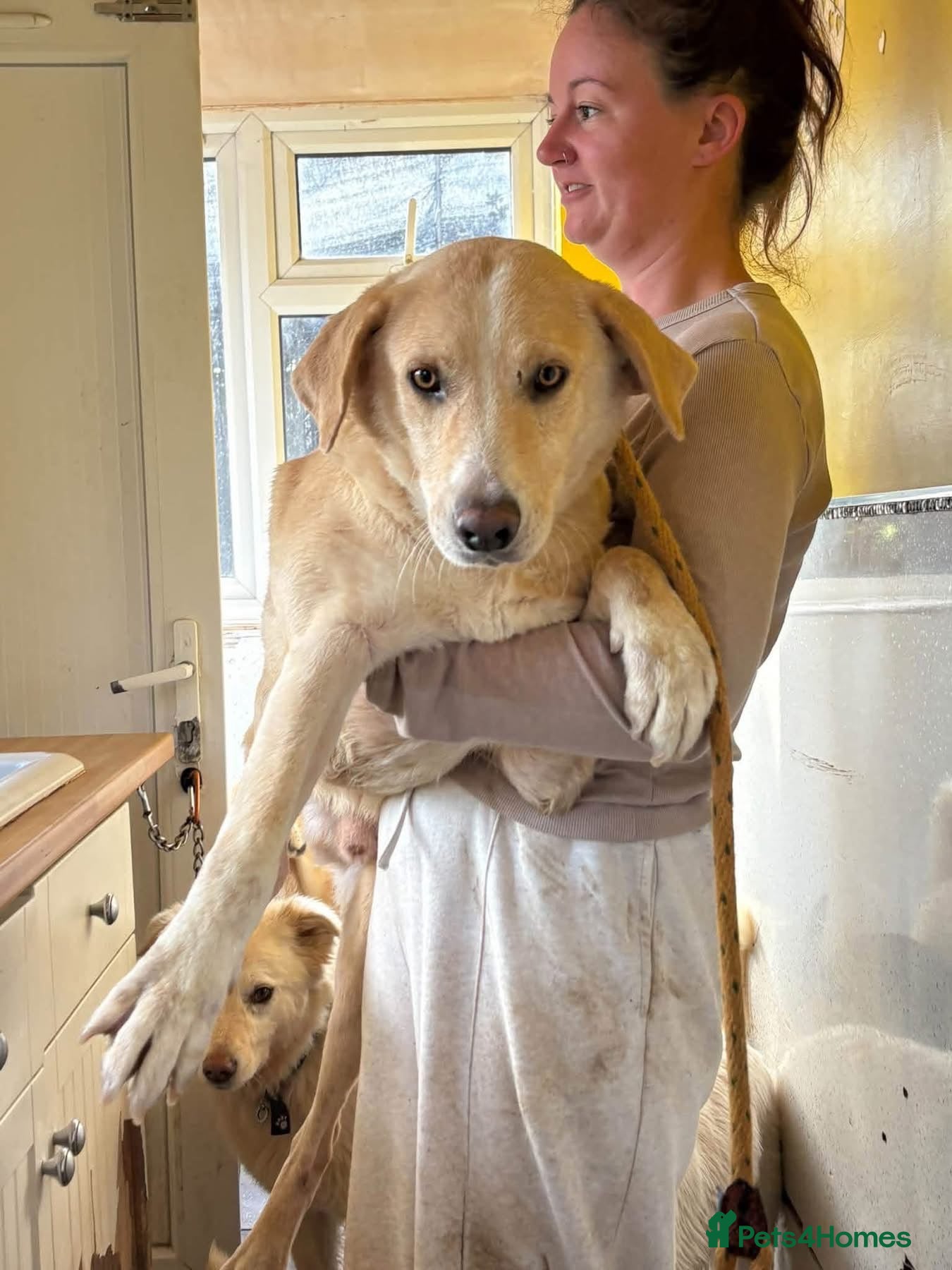 Mixed Breed dogs for adoption: Mason - Norwich Norfolk  - Advert 1