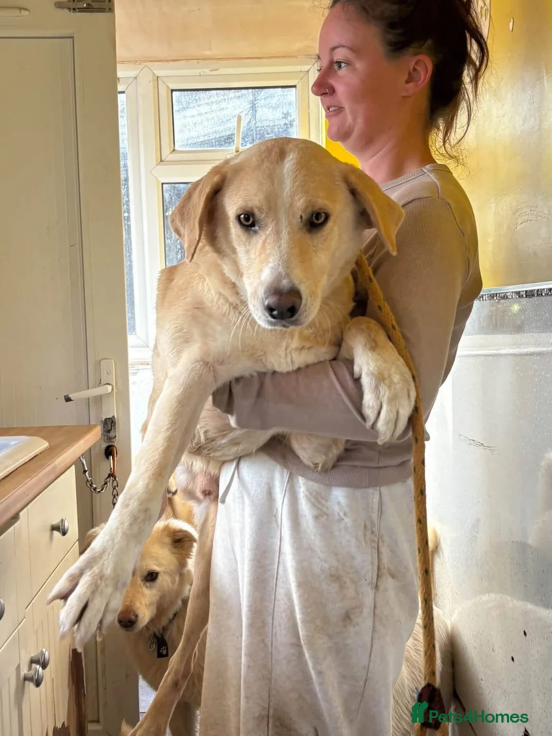 Mixed Breed dogs for adoption: Mason - Norwich Norfolk  - Advert 1