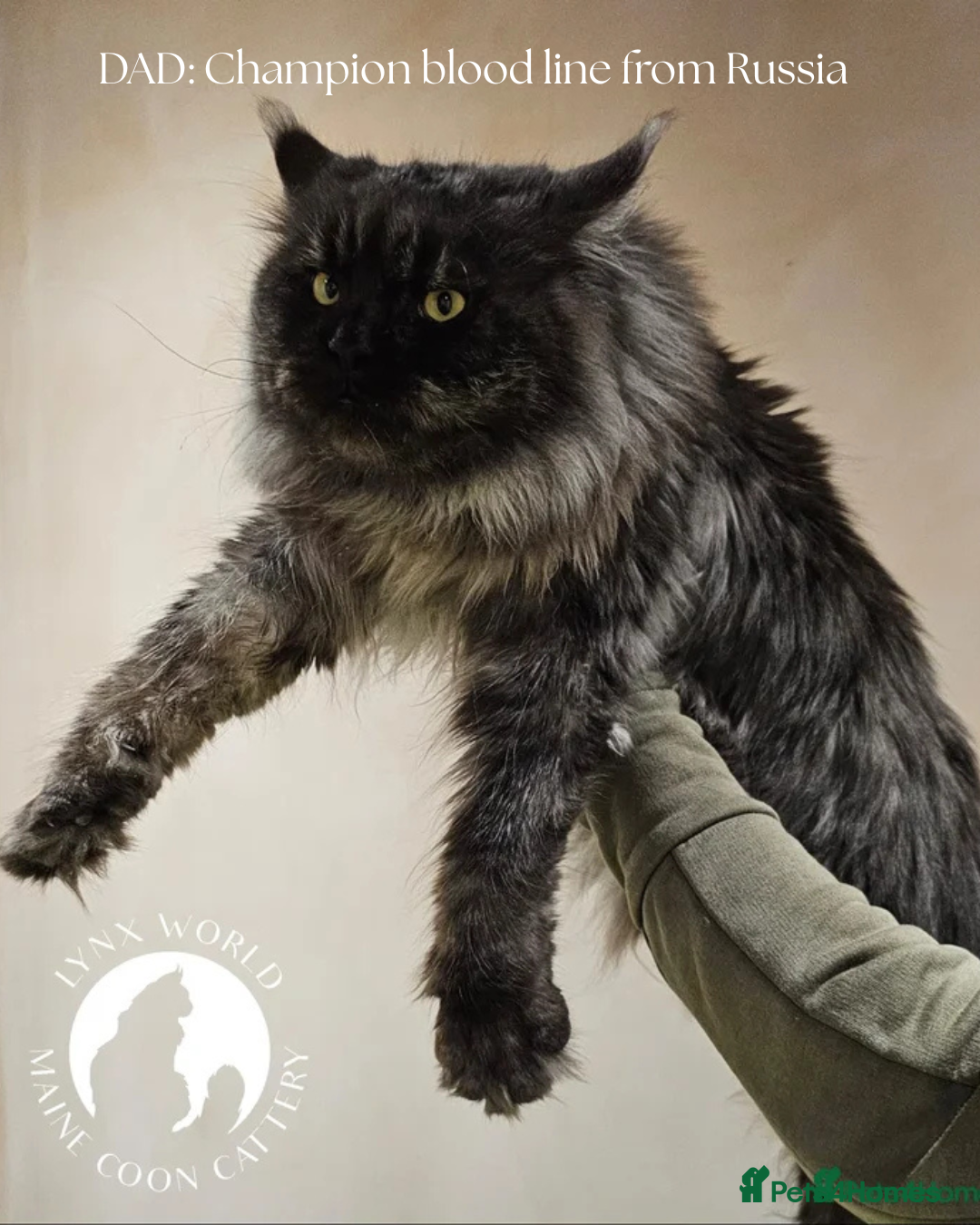 Maine Coon cats for sale: Champion blood line mainecoon kittens  - Advert 7