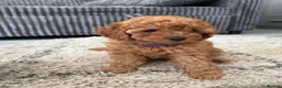 Miniature Poodle dogs for sale: Beautiful Miniature Poodle Puppies 🐾 - Advert 10