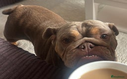 English Bulldog dogs for sale: 3 year old English Bulldog Bitch for sale  - Advert 2